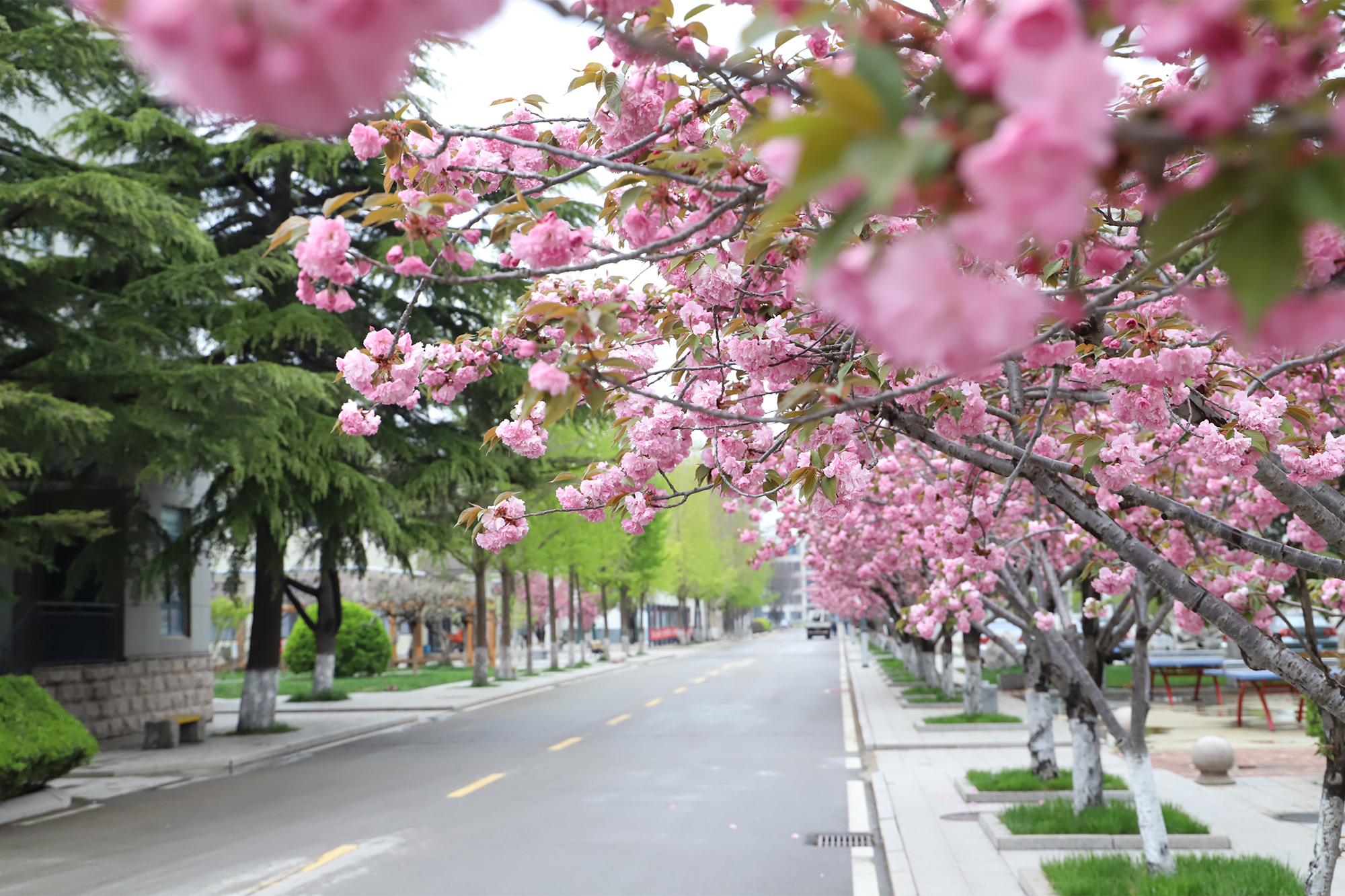 樱华路